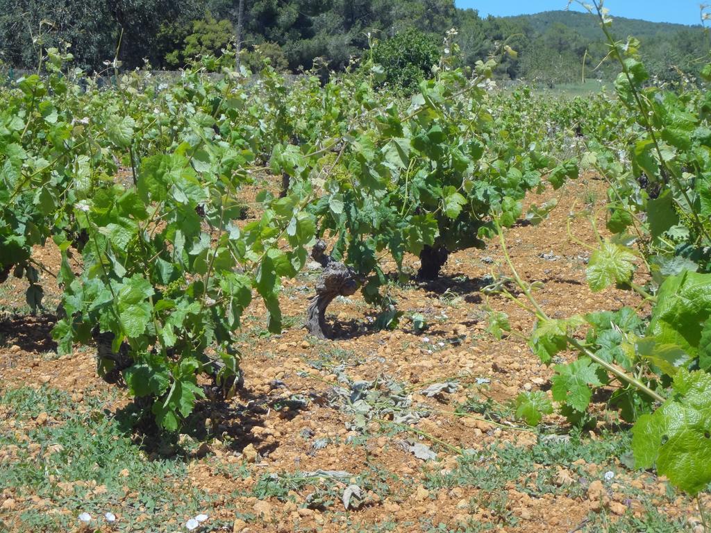 Agroturismo Sa Vinya D'En Palerm Sant Miquel de Balansat Exterior foto