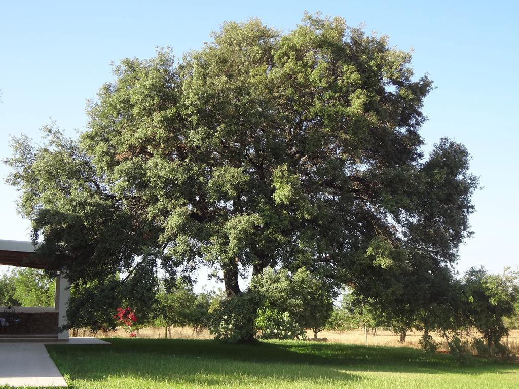 Agroturismo Sa Vinya D'En Palerm Sant Miquel de Balansat Exterior foto